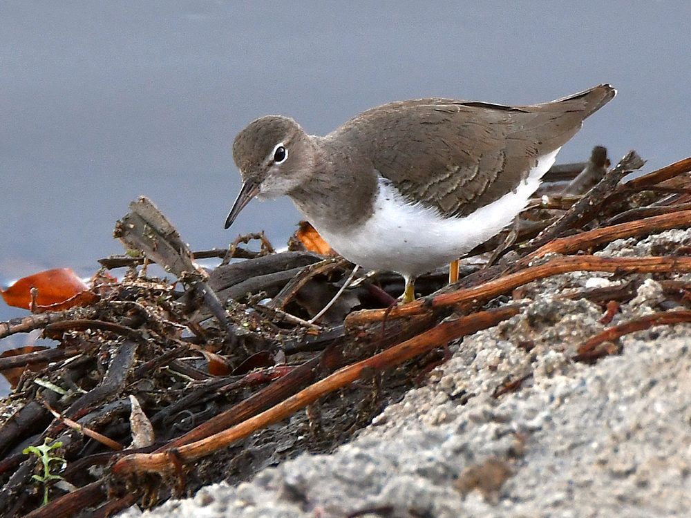 Sandpiper.jpg