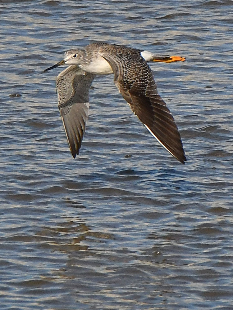 Sandpiper.jpg