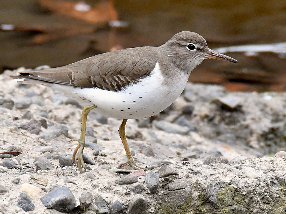 Sandpiper.jpg