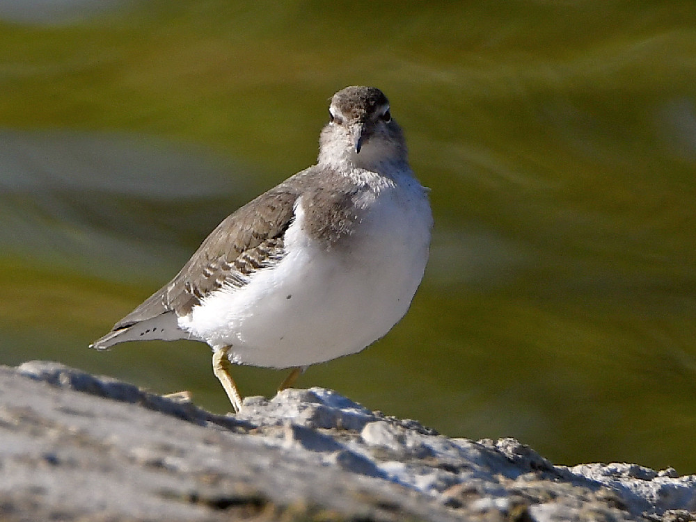 Sandpiper.jpg