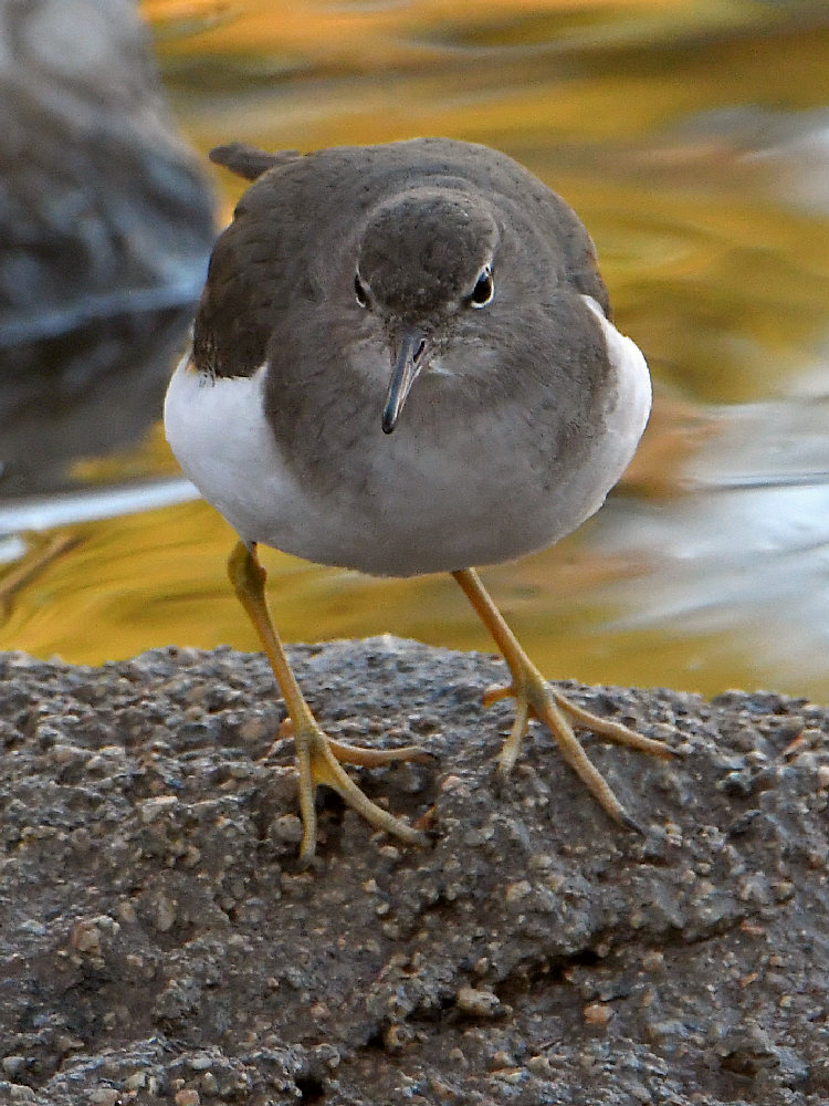 Sandpiper.jpg