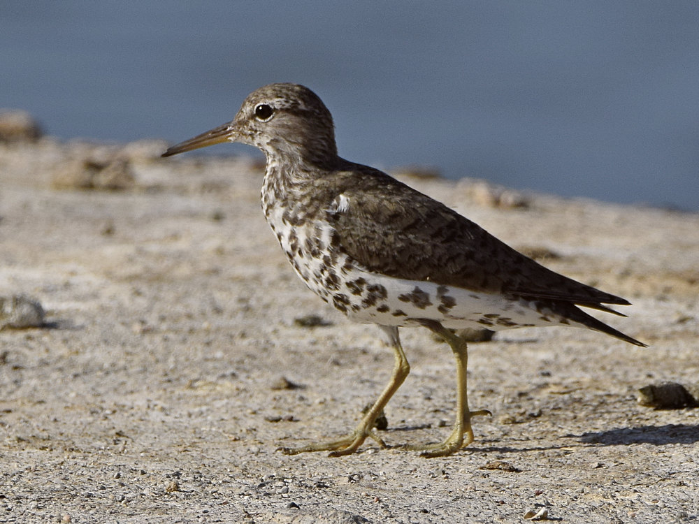 Sandpiper.jpg