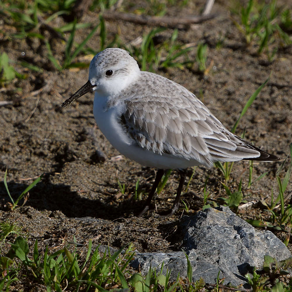 Sandpiper.JPG
