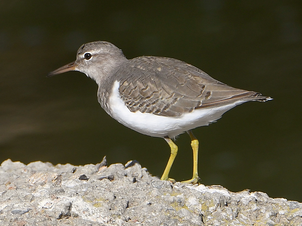 Sandpiper.jpg