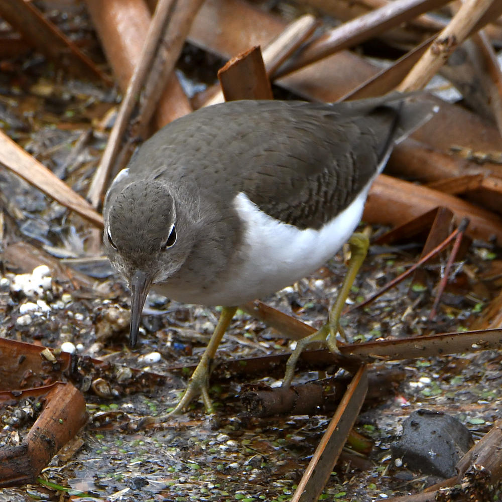 Sandpiper.jpg