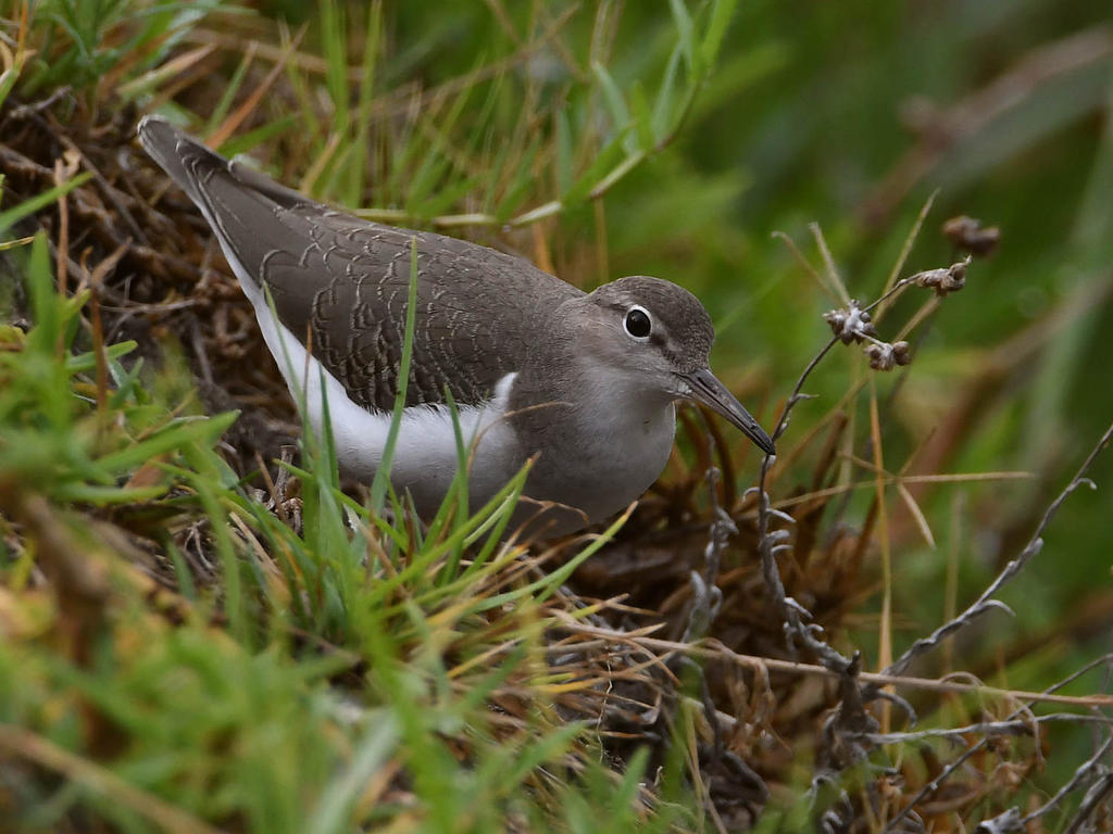 Sandpiper.jpg