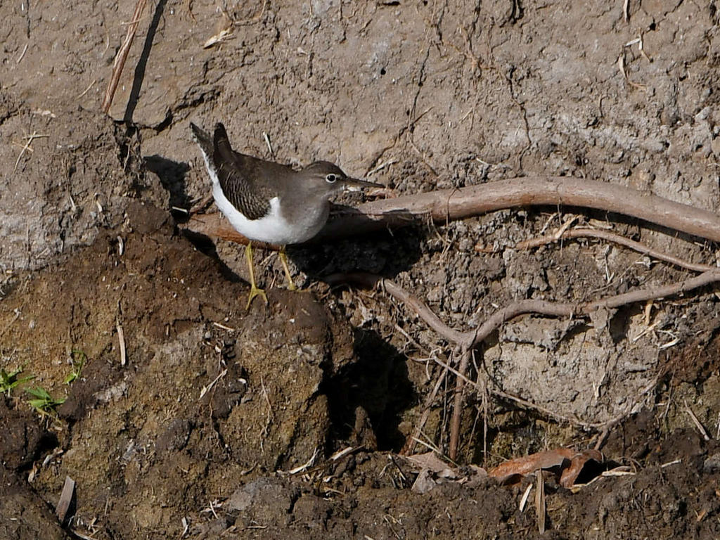 Sandpiper.jpg