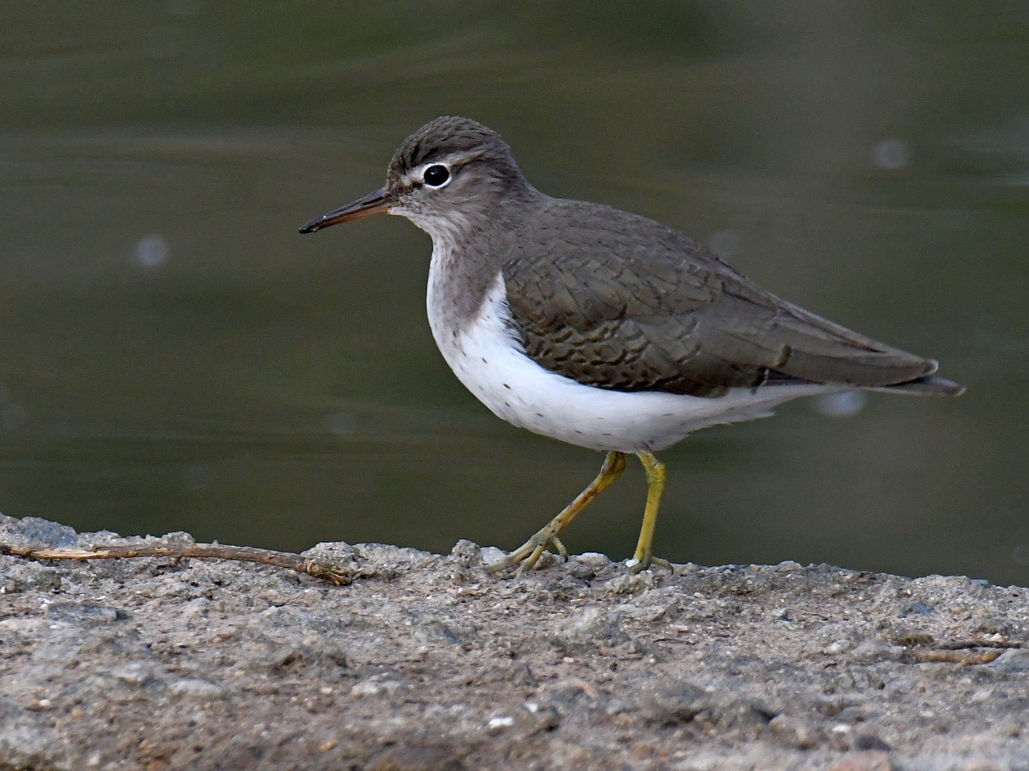 Sandpiper.jpg