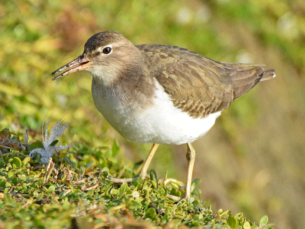 Sandpiper10.jpg