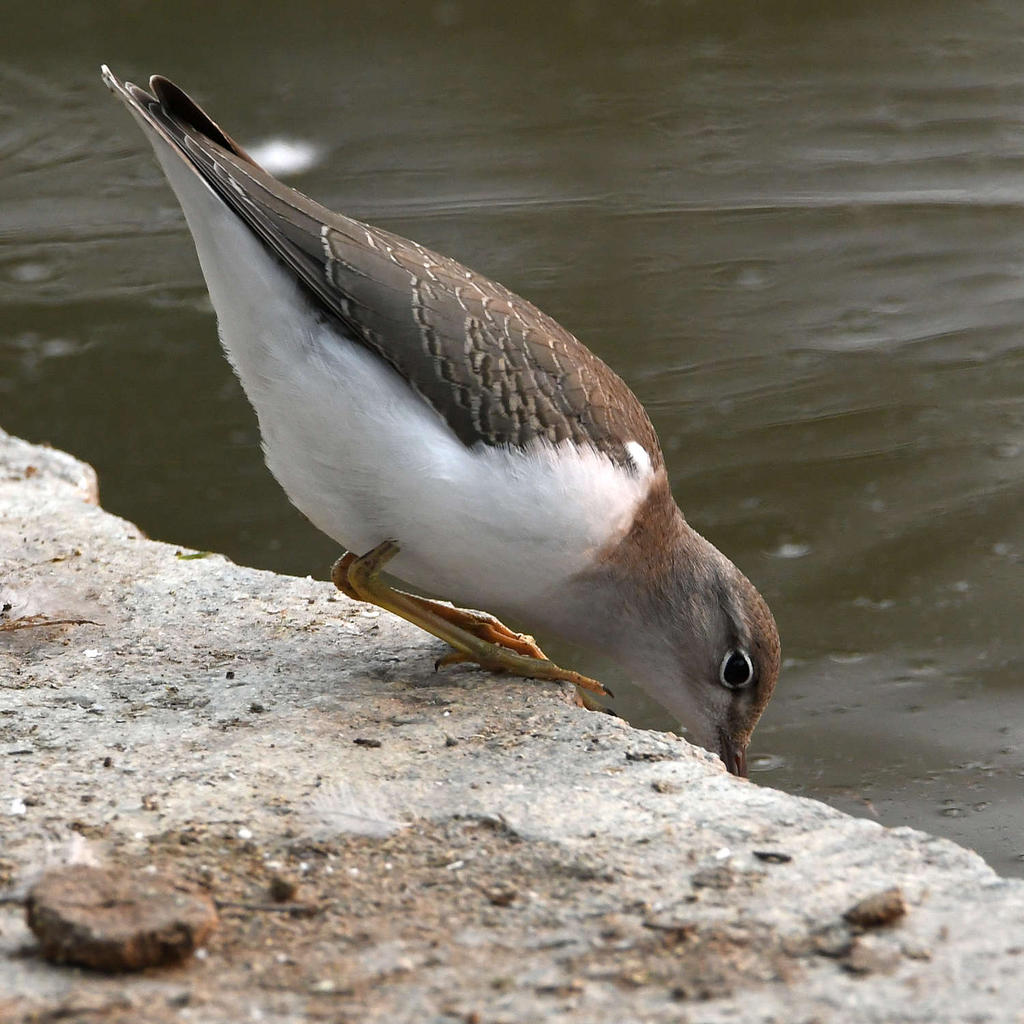 Sandpiper10.jpg