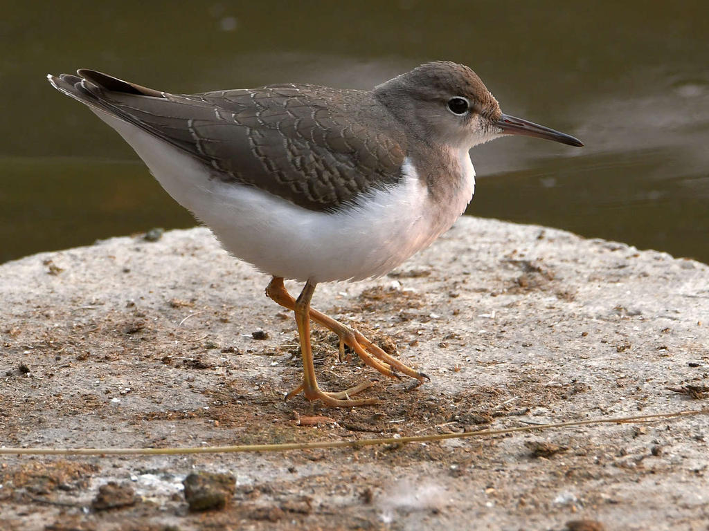 Sandpiper11.jpg
