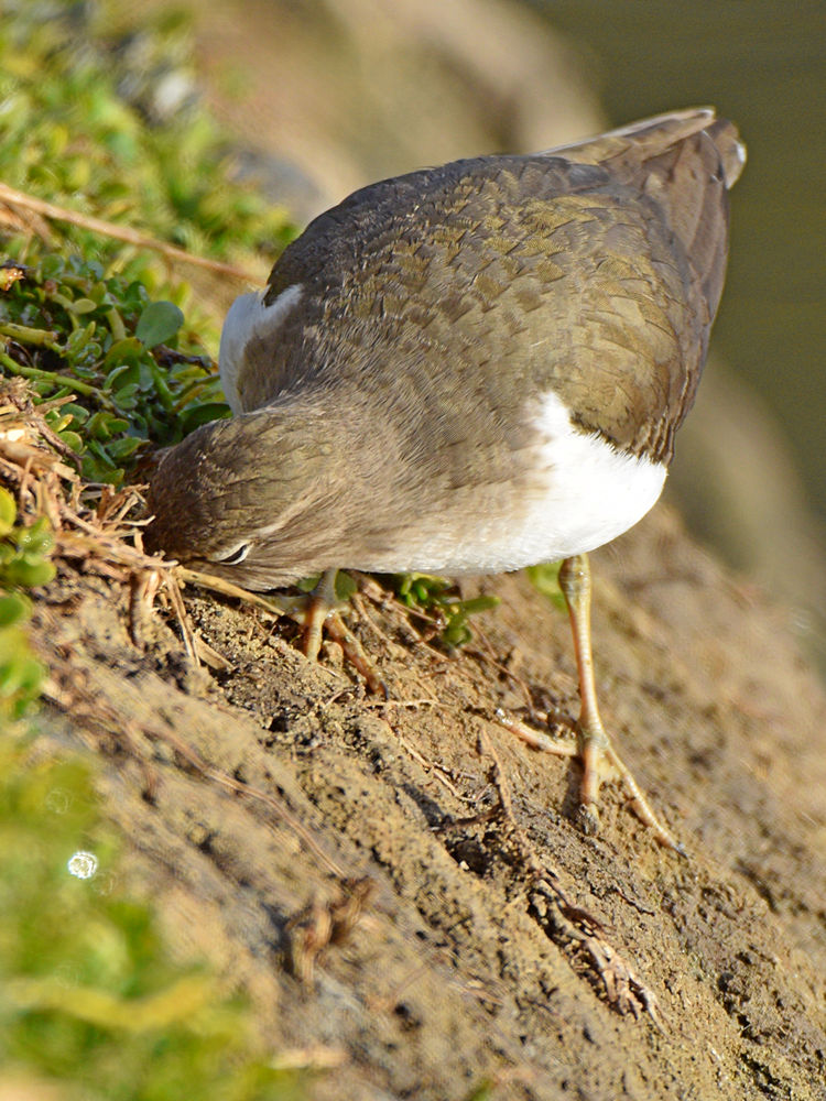 Sandpiper12.jpg