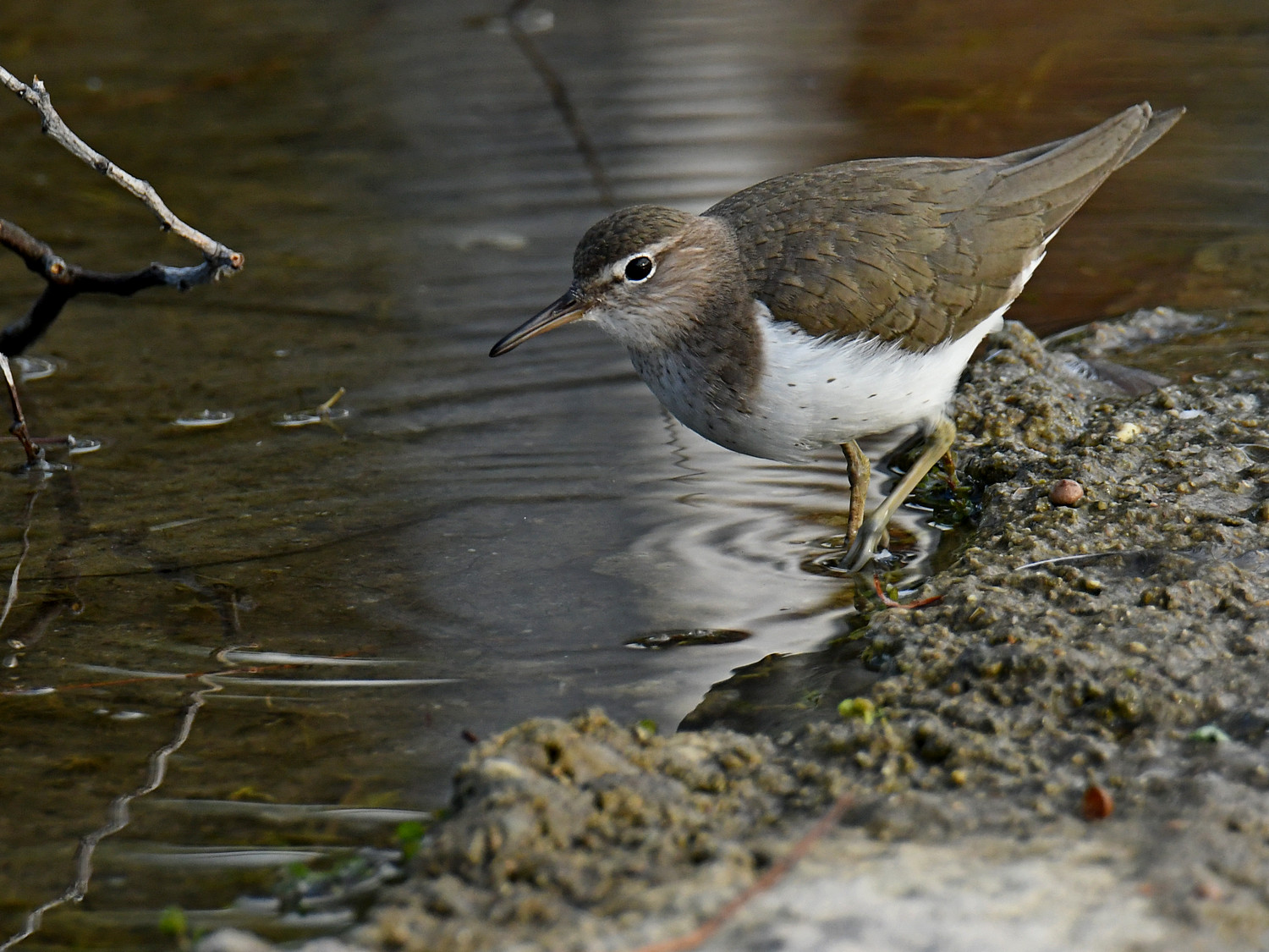 Sandpiper12.jpg