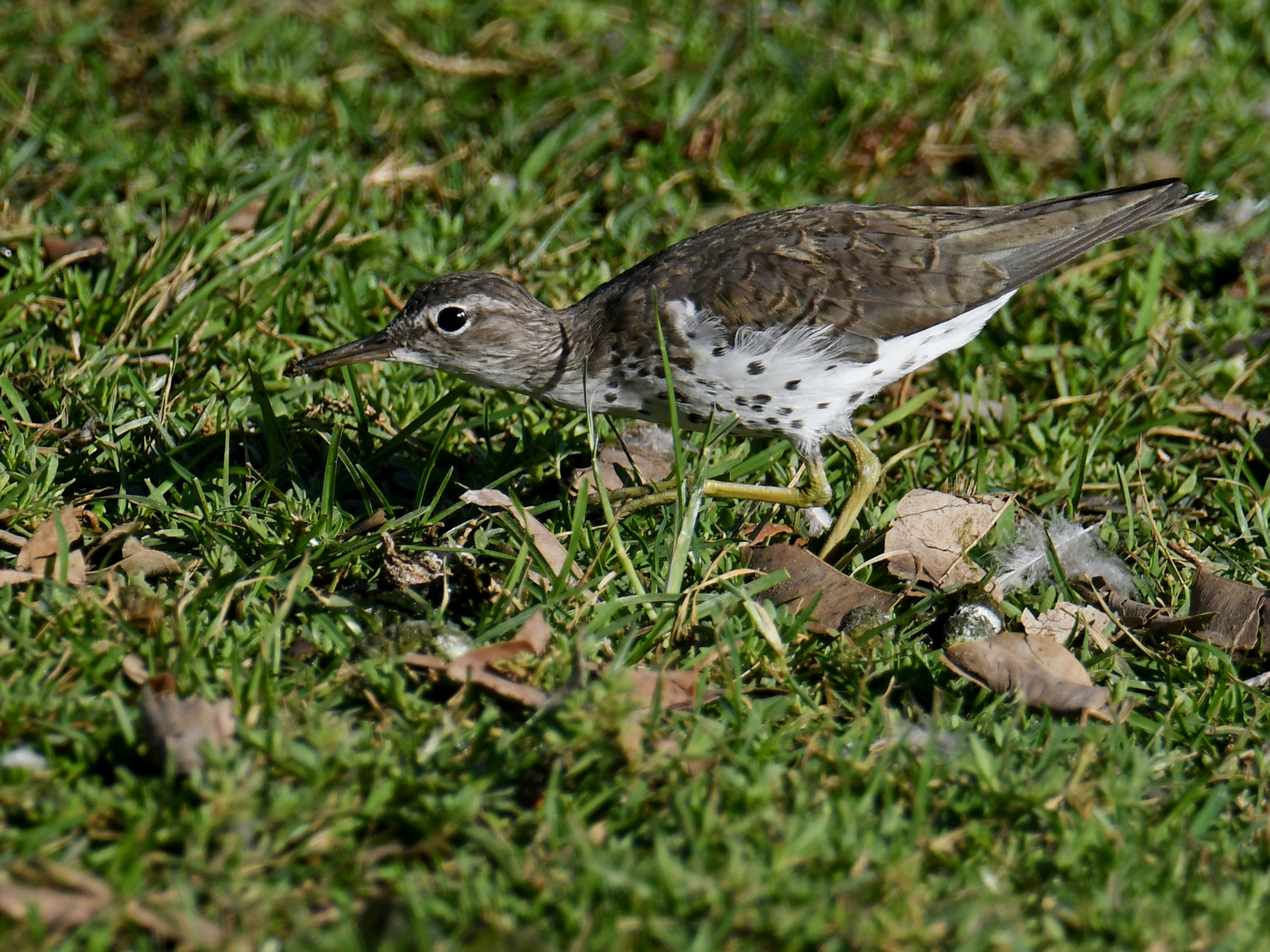 Sandpiper12.jpg