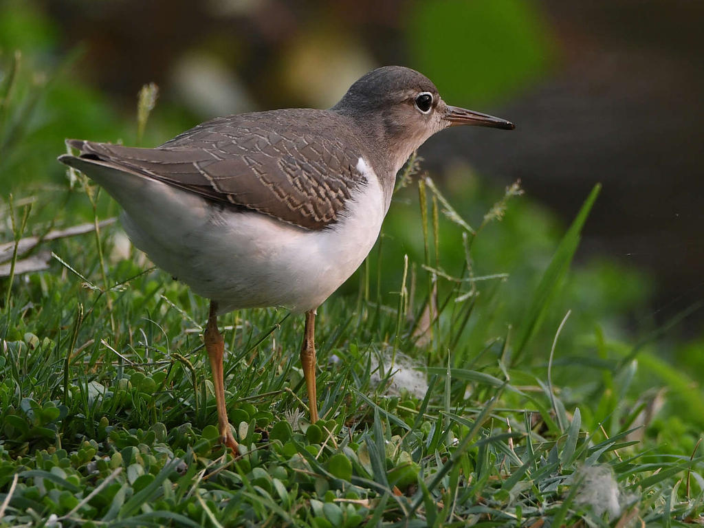 Sandpiper13.jpg
