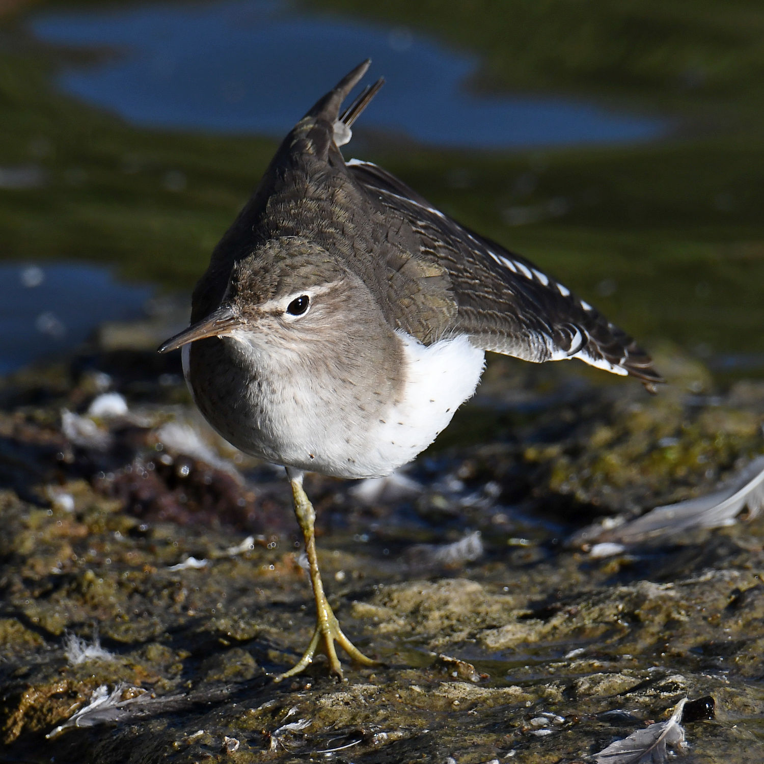 Sandpiper13.jpg