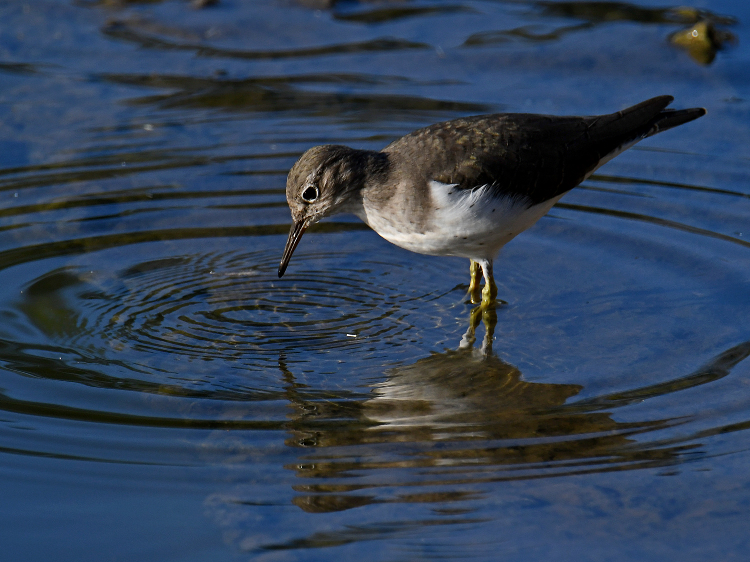Sandpiper15.jpg