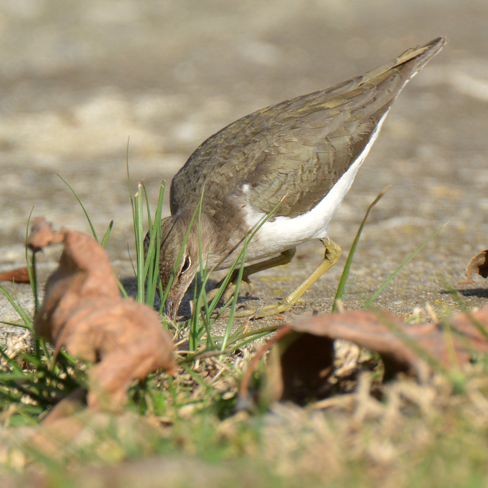 Sandpiper2.jpg