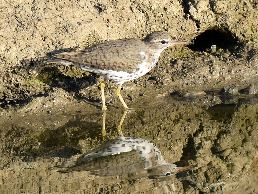 Sandpiper2.jpg