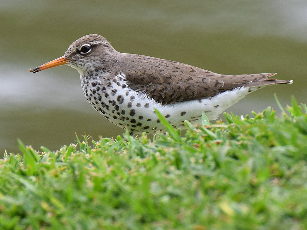 Sandpiper2.jpg