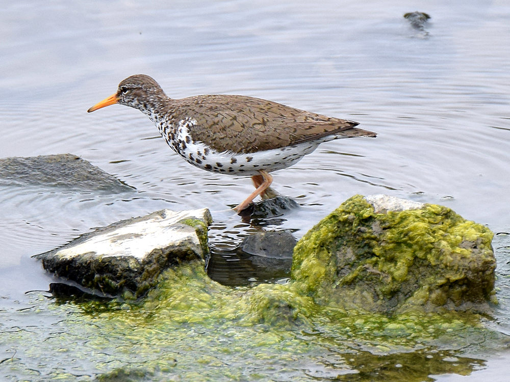 Sandpiper2.jpg
