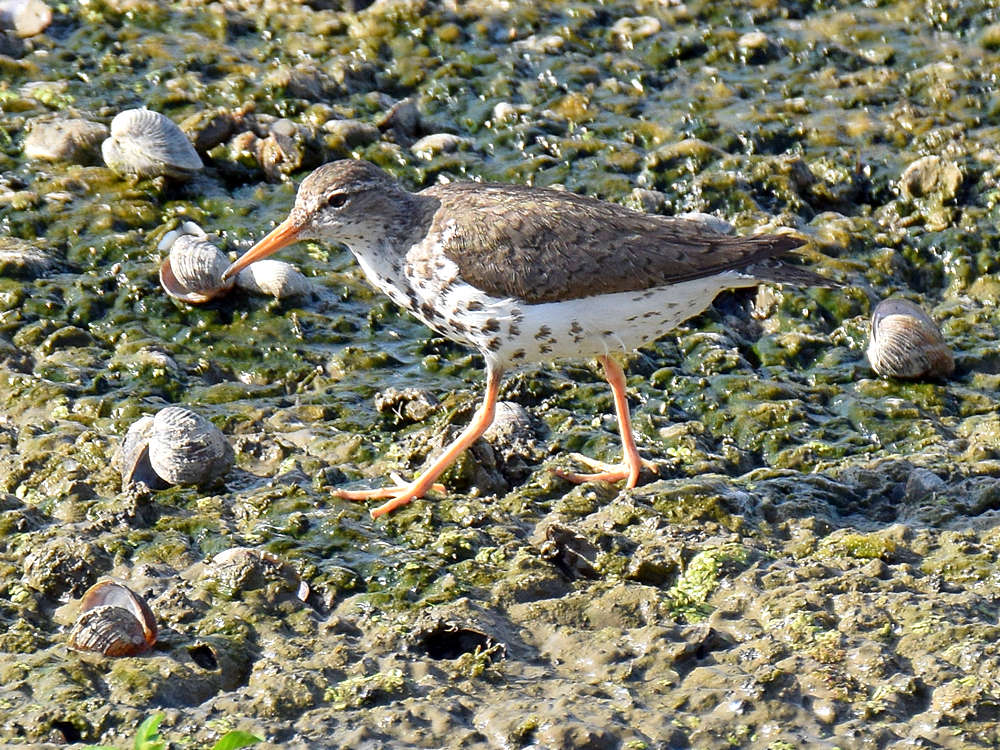 Sandpiper2.jpg