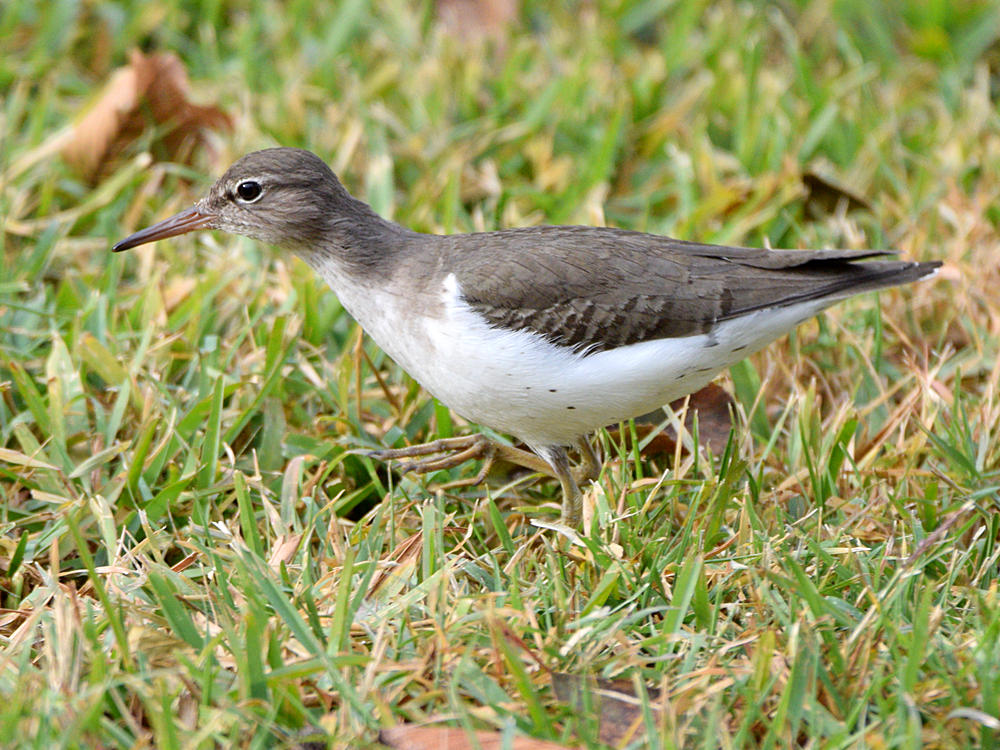 Sandpiper2.jpg