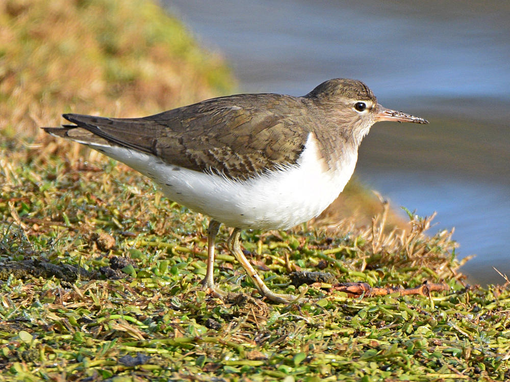Sandpiper2.jpg