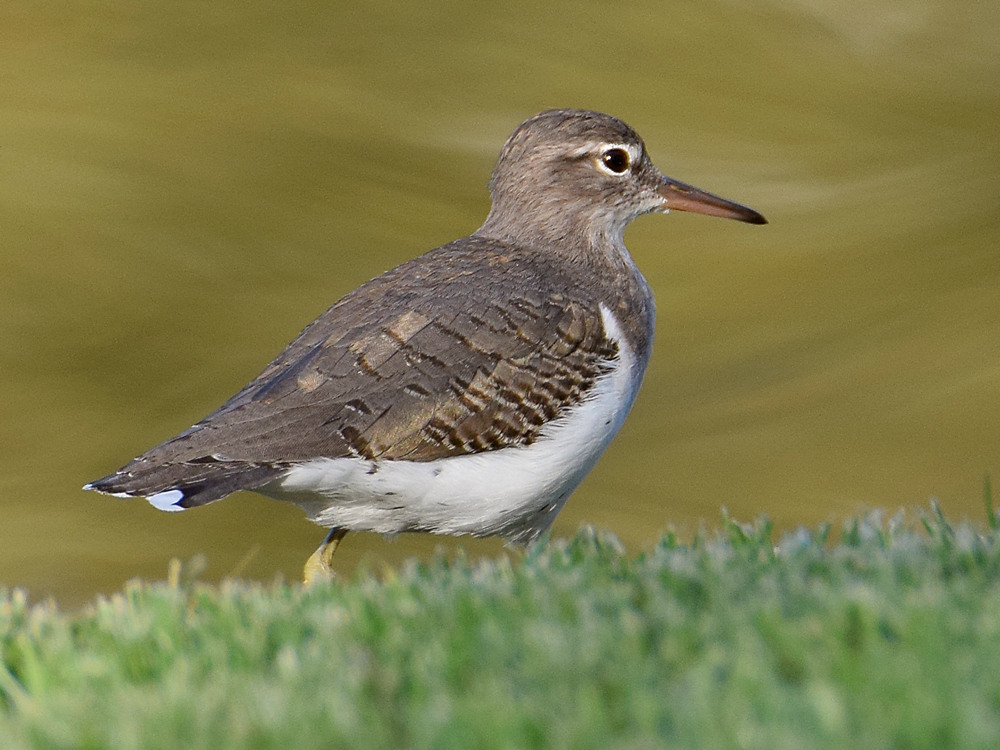 Sandpiper2.jpg