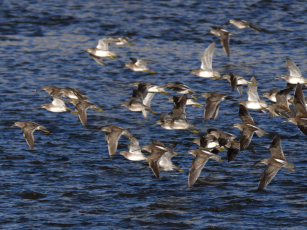 Sandpiper2.jpg