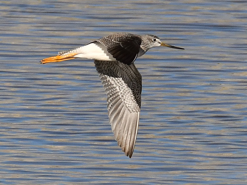 Sandpiper2.jpg