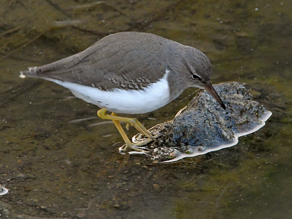 Sandpiper2.jpg