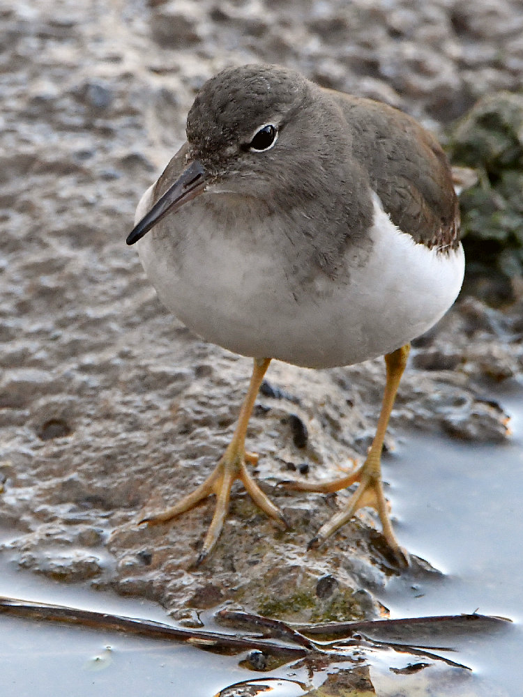 Sandpiper2.jpg