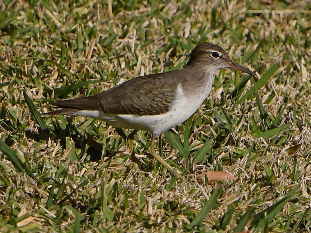 Sandpiper2.jpg