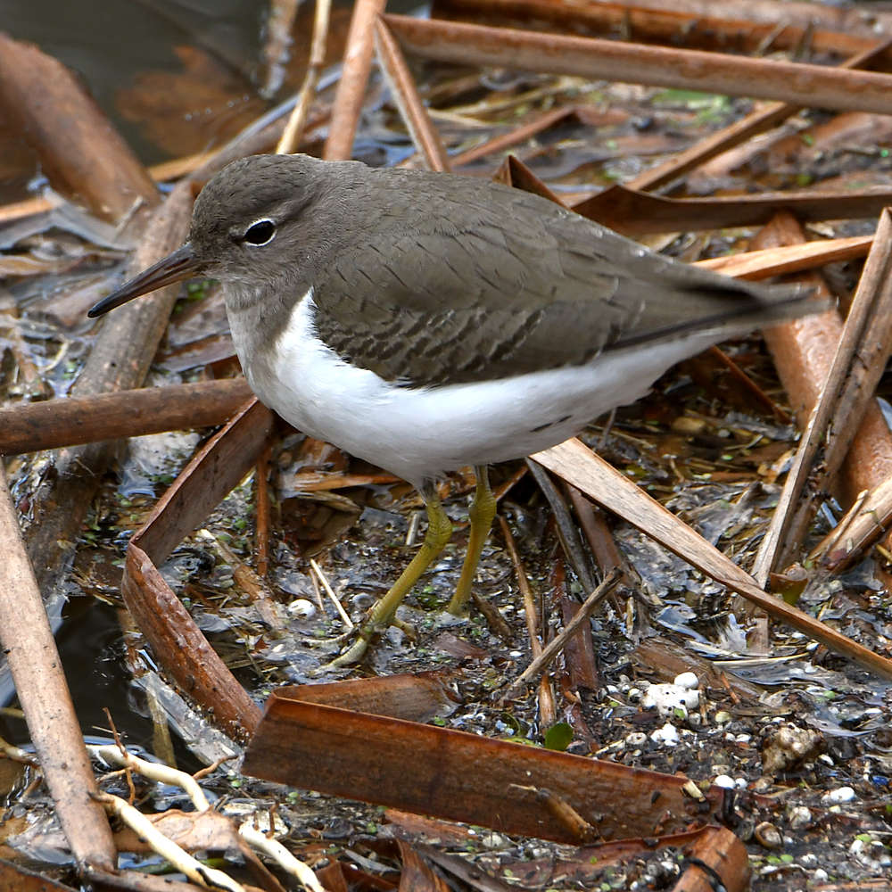 Sandpiper2.jpg