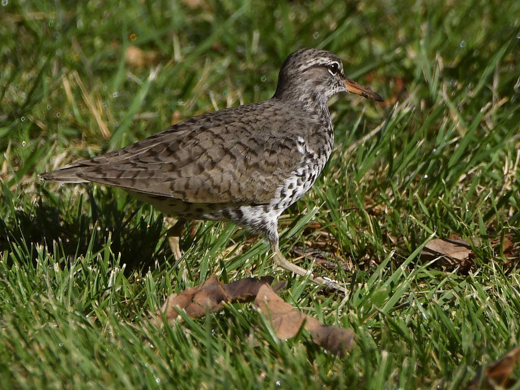 Sandpiper2.jpg