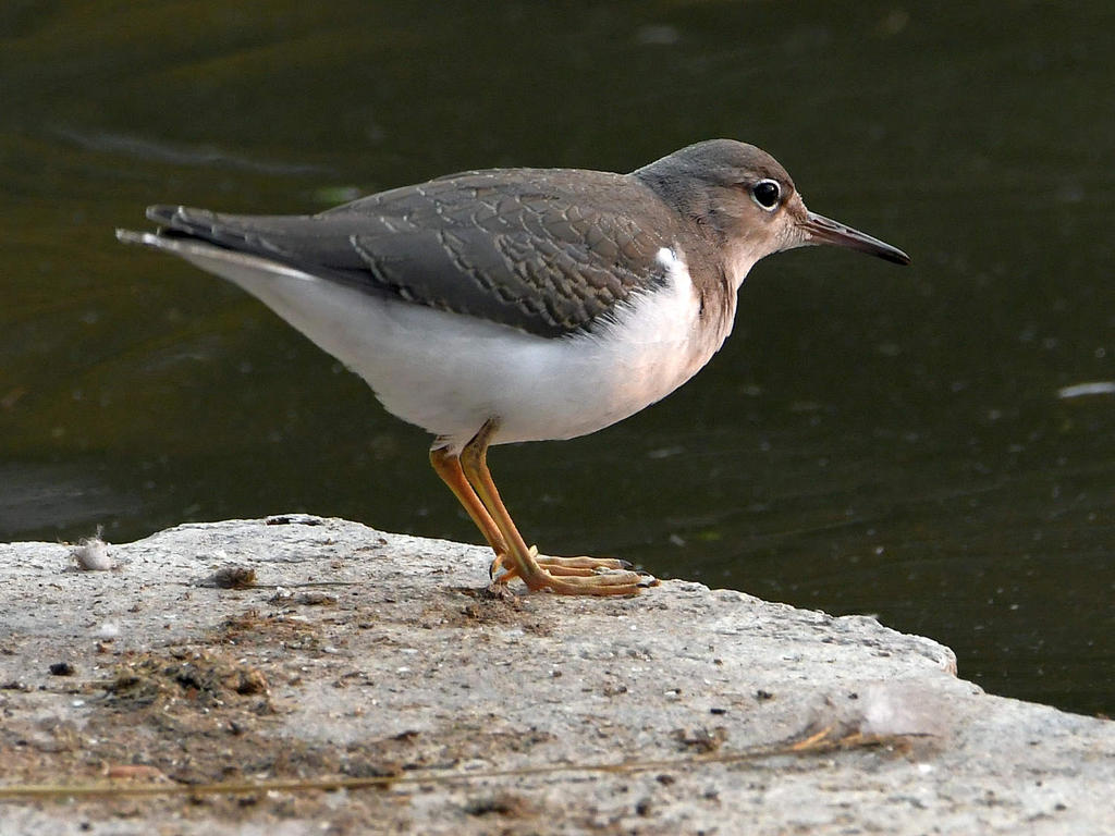 Sandpiper2.jpg