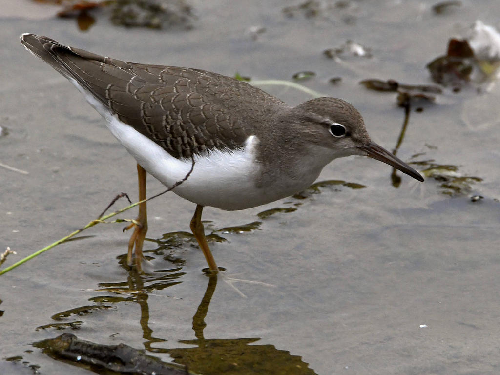 Sandpiper2.jpg