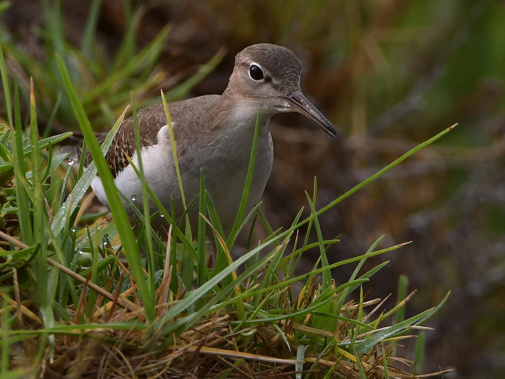 Sandpiper2.jpg