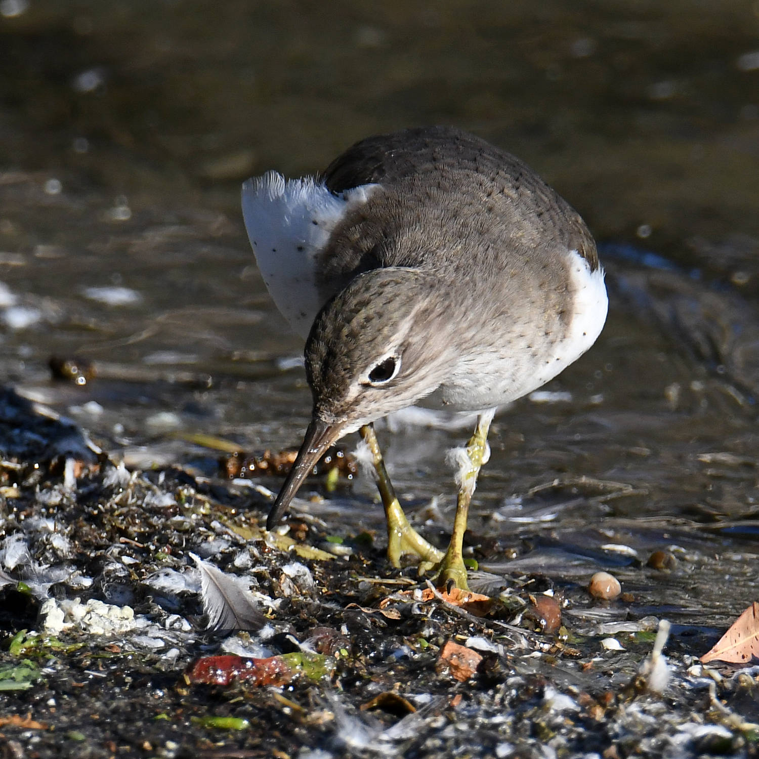 Sandpiper2.jpg