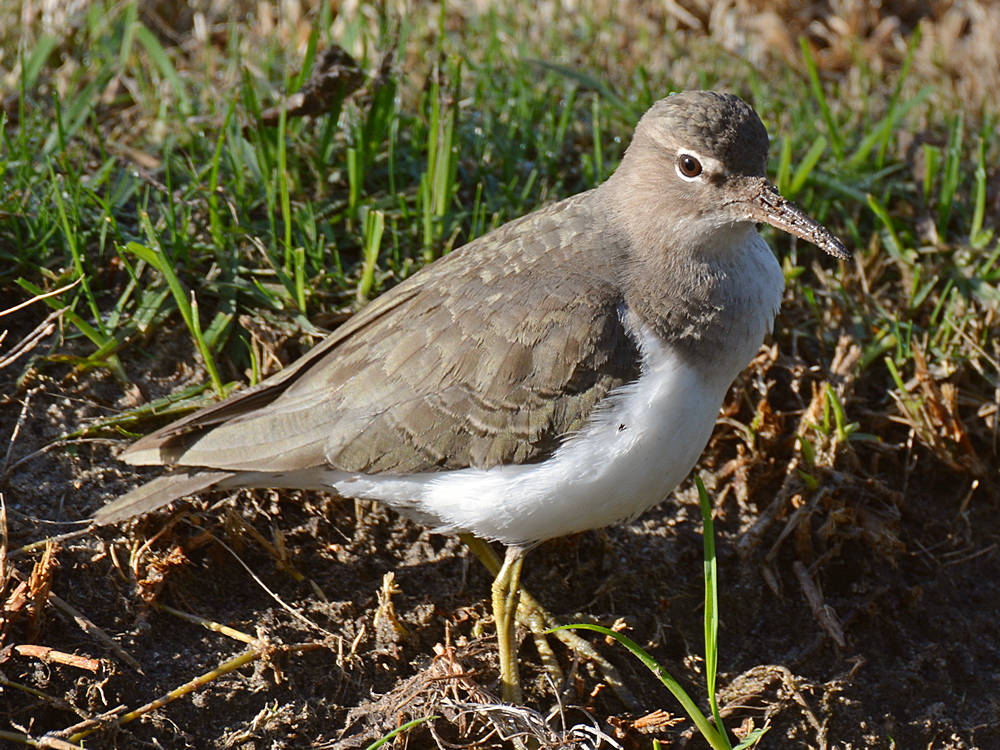 Sandpiper3.jpg