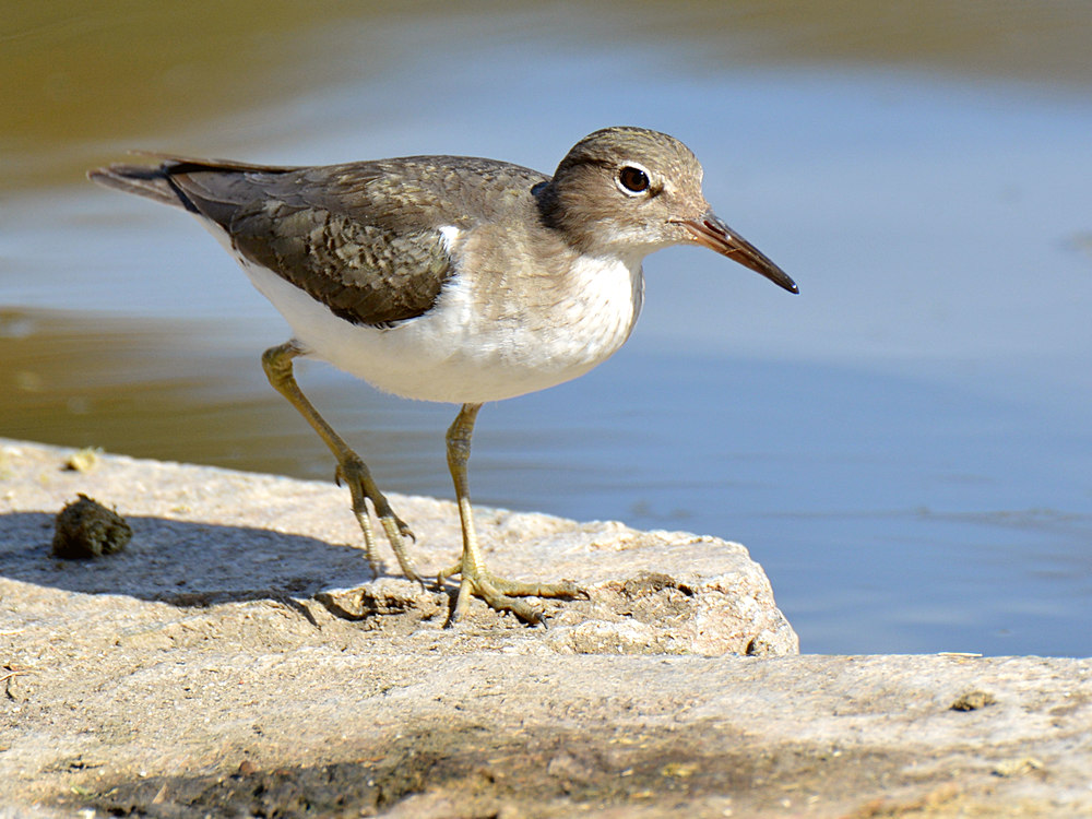 Sandpiper3.jpg