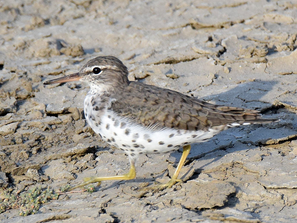 Sandpiper3.jpg