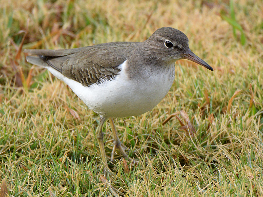 Sandpiper3.jpg