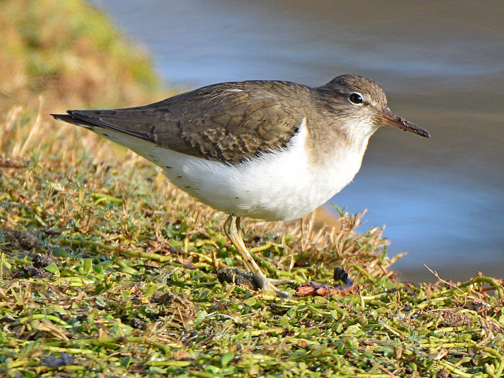 Sandpiper3.jpg