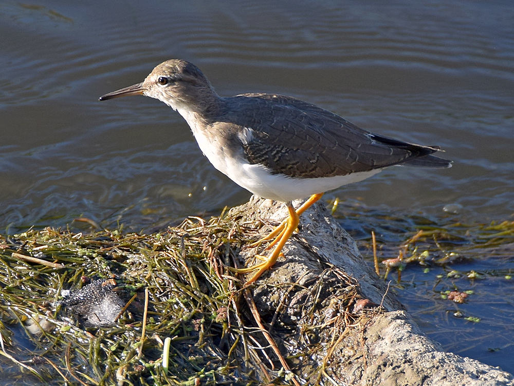 Sandpiper3.jpg