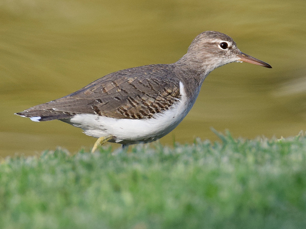 Sandpiper3.jpg