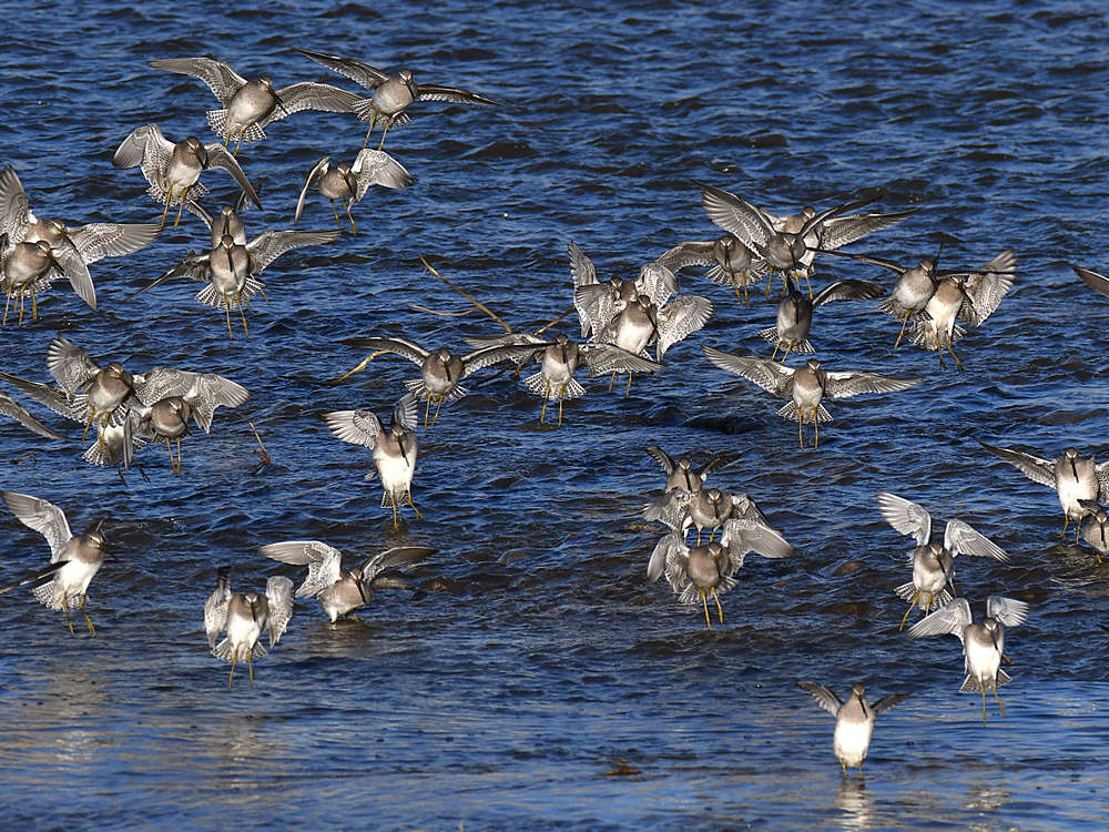 Sandpiper3.jpg