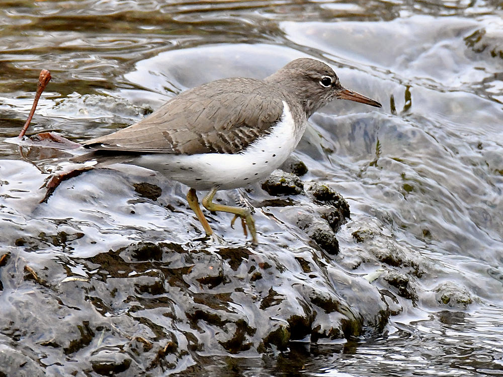 Sandpiper3.jpg