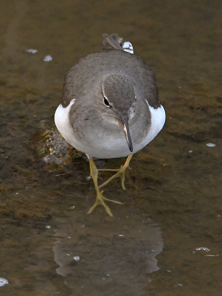 Sandpiper3.jpg